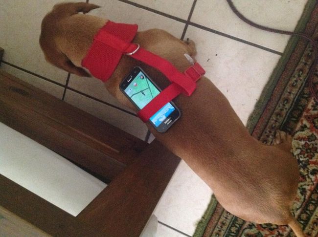 Собака накручивает километры для высиживания яиц в Pokemon GO.
